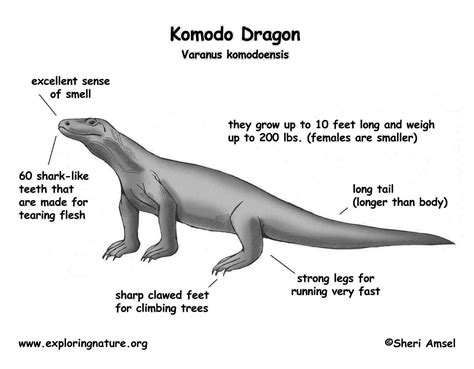 Komodo Dragon