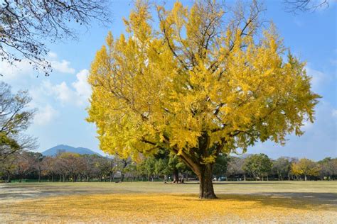 Ginkgo Tree in the Park, Japan Stock Image - Image of beautiful, autumn ...