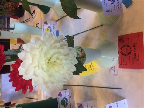 Waterlily Dahlias Tulchan Dahlias
