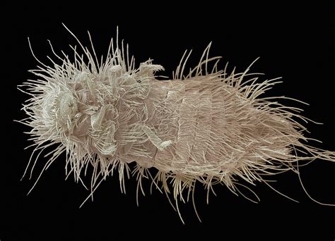 Carpet Beetle Larva Sem Photograph By Steve Gschmeissner Fine Art