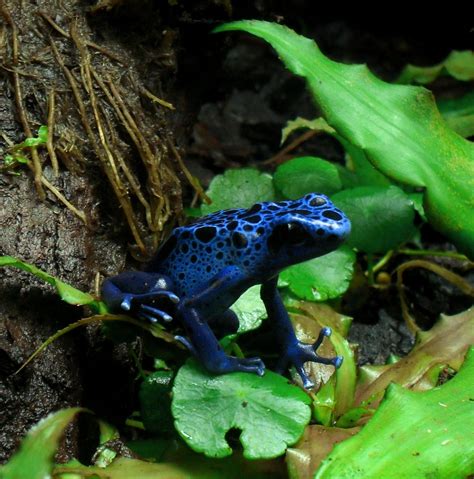 Dendrobates (tinctorius) azureus: Blue Dart Frog | Phelsuma Farm