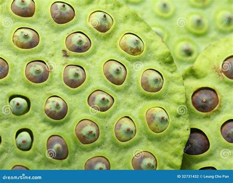 Lotus Seed Pod Stock Photo Image Of Natural Botany 32731432