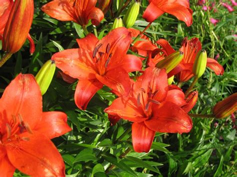 Lilium x asia 'Marlene' - Staudengärtnerei Forssman