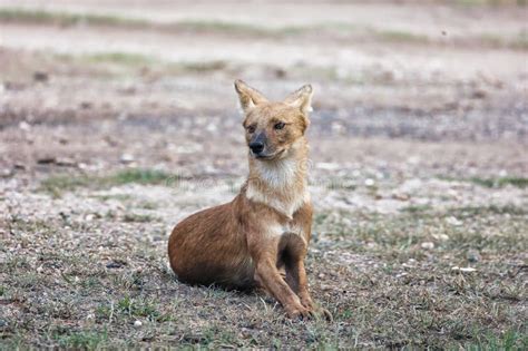 Dhole or Wild Dog at Pench National Park with Beautiful Background Stalking at Deer Stock Photo ...