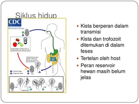 Halaman Unduh Untuk File Siklus Hidup Giardia Lamblia Yang Ke 18