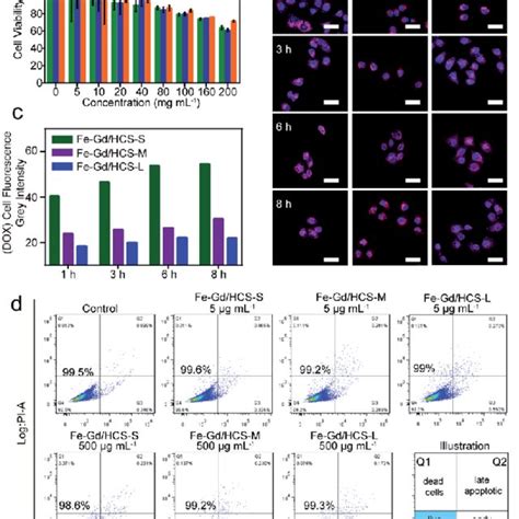 A The Viability Of Hela Cells After Incubation With Fe Gd Hcs At