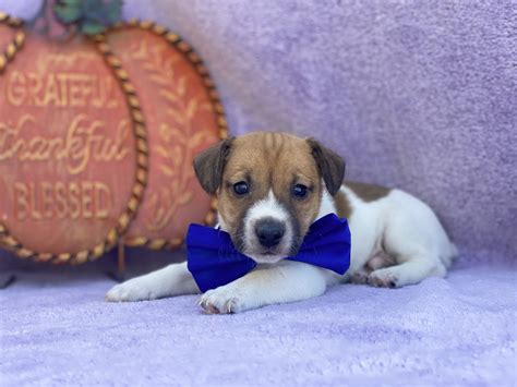 Sparky Pup Jack Russell Terrier For Sale At Quarryville Pennsylvania