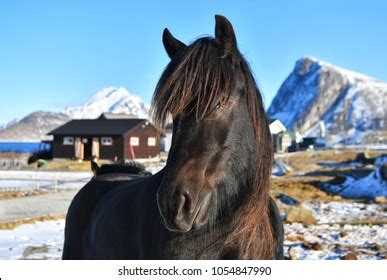 2,013 Norwegian Horse Images, Stock Photos, and Vectors | Shutterstock