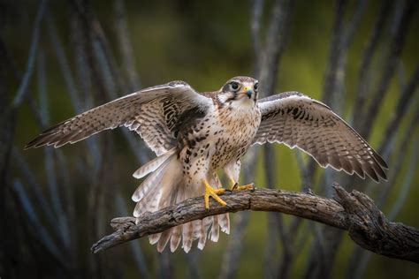 Prairie Falcon Ndow