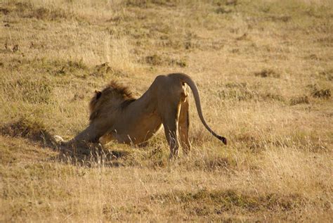 Lion Stretching by tanzafari on DeviantArt