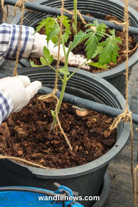 How To Grow Big Tomatoes In Pots Tips For Success