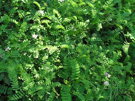 Native Trees of Indiana River Walk