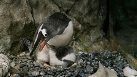 Pareja gay de pingüinos volvieron a ser padres y su bebé es furor Contexto Tucuman