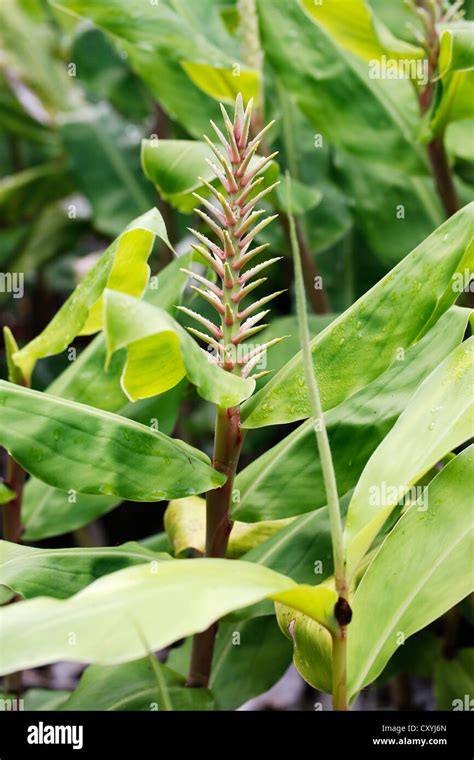 Ornamental ginger hi-res stock photography and images - Alamy