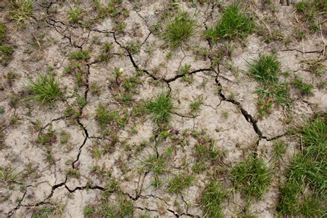 Banco de imagens árvore grama Rocha plantar Chão folha flor