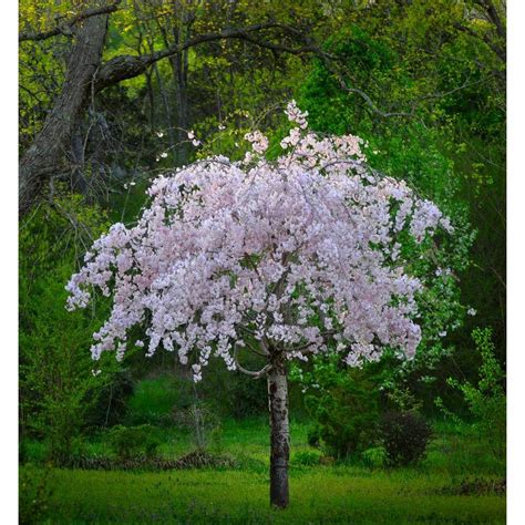 Cherry Blossom Tree