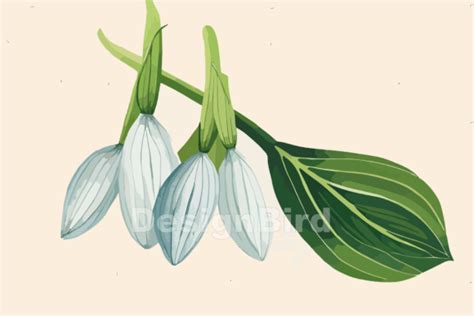 Snowdrop Flower Watercolor Art Vectors Graphic by Designbird · Creative ...