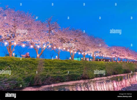 Cherry Blossoms at night in Saitama,Japan Stock Photo - Alamy