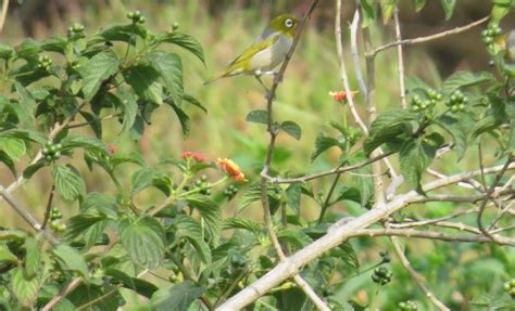 Silvereye | BIRDS in BACKYARDS