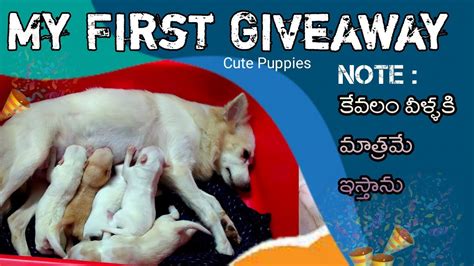 First Puppy Giveaway In My Channel Free Puppies Telugu