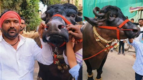 Chappal Bazar Laddu Yadav Bheem Bull Introduction Sadar Festival