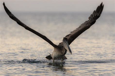 Galapagos Islands Photography Tour and Workshop + The Amazon