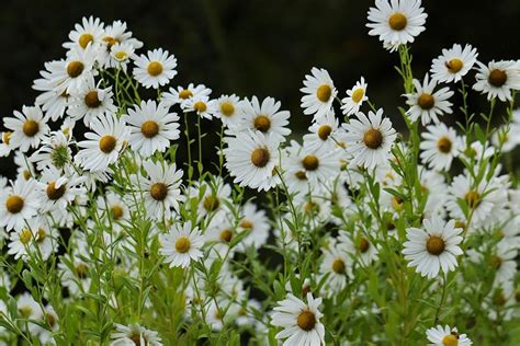 How To Grow Leucanthemum British Green Thumb