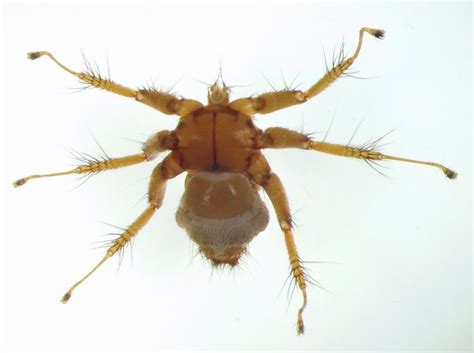 Nycteribiidae Alchetron The Free Social Encyclopedia