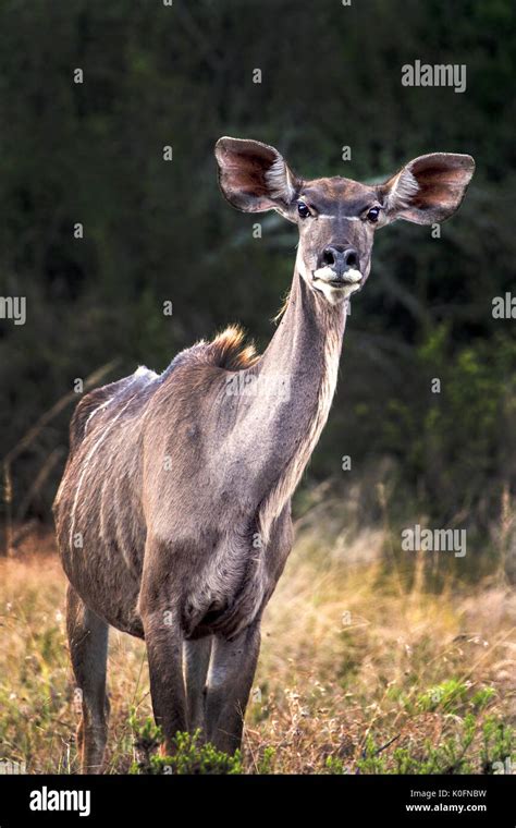 Kudo hi-res stock photography and images - Alamy