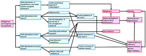 Exogenous And Endogenous Cannabinoids Promote Metabolic Syndrome And