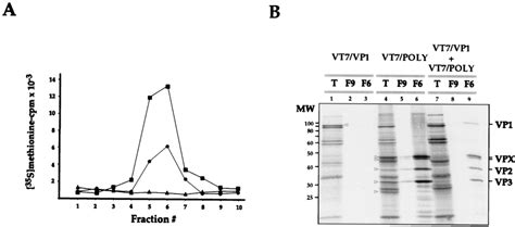 Characterization Of VLPs Produced In Cultures Coinfected With The RVVs