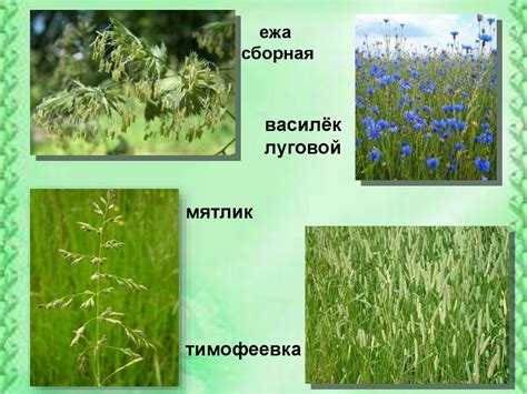 Жизнь луга - презентация онлайн
