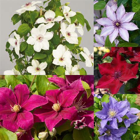 Compact Patio Clematis Collection Jparkers