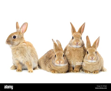 Group Of Rabbits Stock Photo Alamy