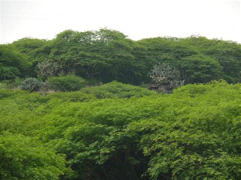 Declaran Peña Colorada como Área Natural Protegida Prensa Animal