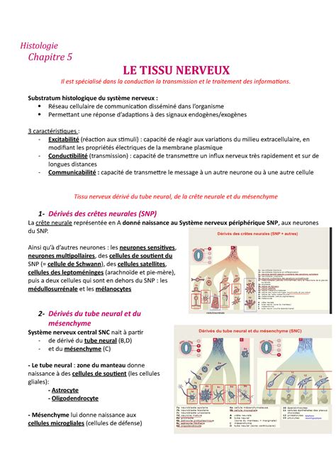 Tissu Nerveux Histologie Chapitre 5 LE TISSU NERVEUX Il Est