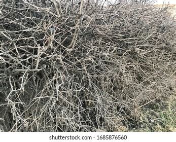 Naked Branches Bush Without Leaves Early Stock Photo Edit Now 1685876539