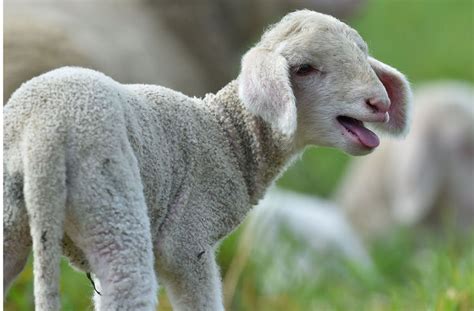 Breisgau Hochschwarzwald Unbekannte stehlen ein Lamm und quälen ein