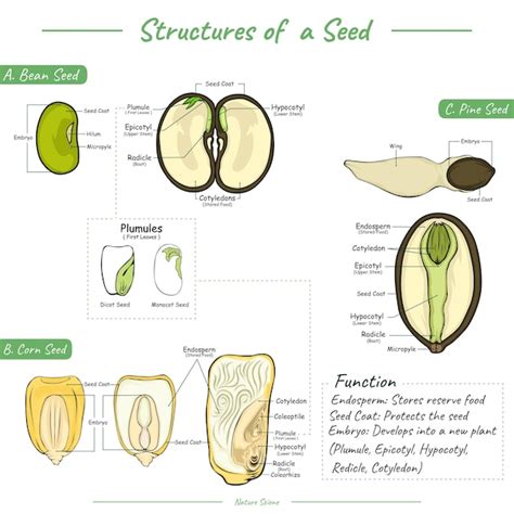 Premium Vector Shows Three Different Types Of Seeds Namely Corn Seeds