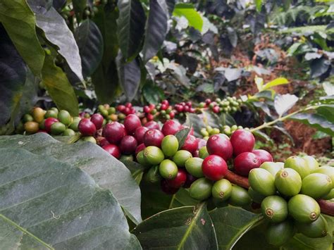 Finca La Amapola Vournas Coffee Trading