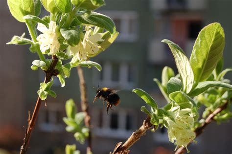 Bienenfreundliche Balkonpflanzen für Bienenretter Plantura