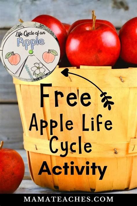 Apple Life Cycle Activity For Preschool And Kindergarten Mama Teaches