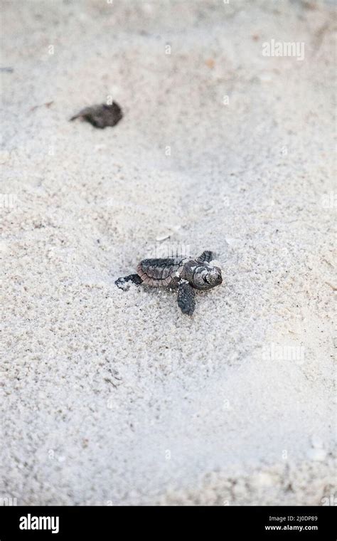 Hatchling Baby Loggerhead Sea Turtles Caretta Caretta Climb Out Of