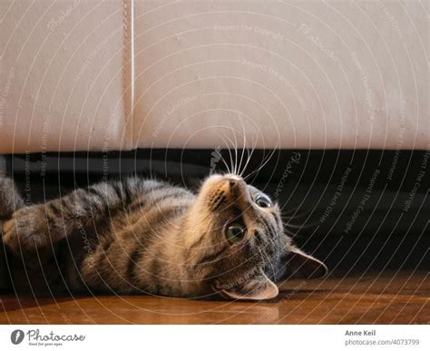 Young tabby cat looks out from under the sofa. - a Royalty Free Stock ...