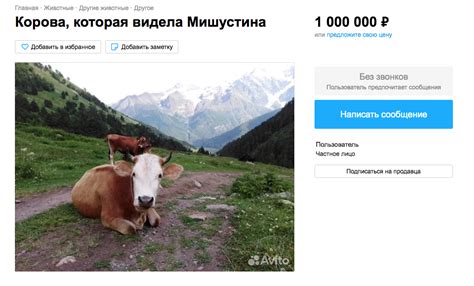 В Черкесске выставили на продажу за 1 млн корову, которая видела Мишустина