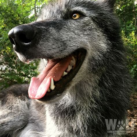 Wolf Conservation Center on Twitter: "It's hot out! ☀ Wolves, like dogs, stay cool by panting to ...