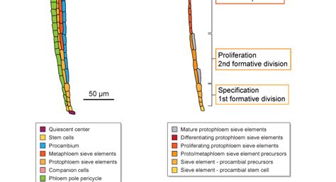 Phloem Development – a comprehensive review – HARDTKE LAB – Molecular ...