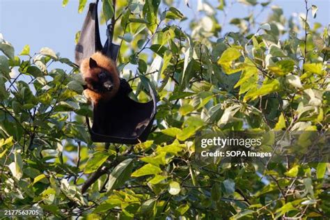 325 Largest Bat Stock Photos, High-Res Pictures, and Images - Getty Images 