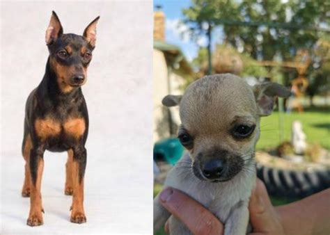 Miniature Pinscher vs Chihuahua - Breed Comparison