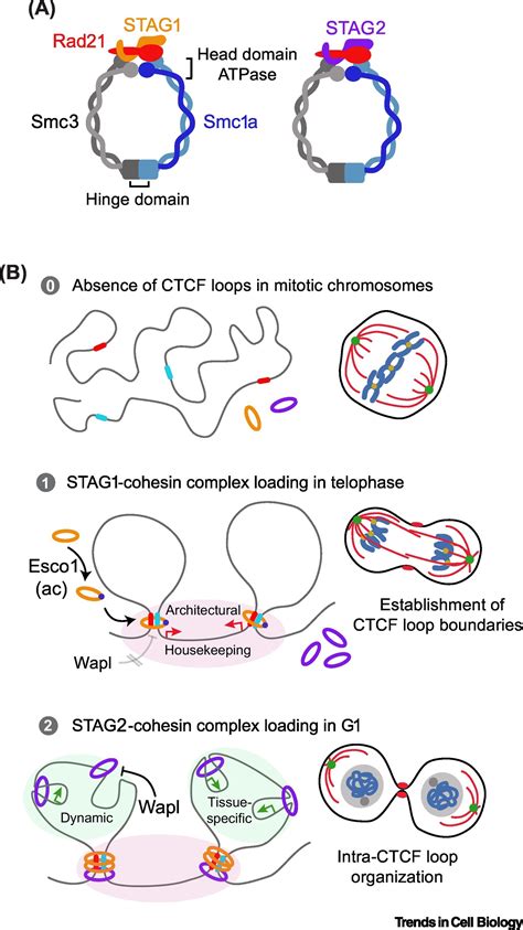 Cohesin Behind Dynamic Genome Topology And Gene Expression